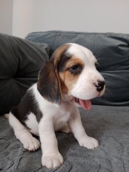 Beagle - 4