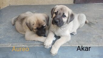 Szczenięta kangal - 4