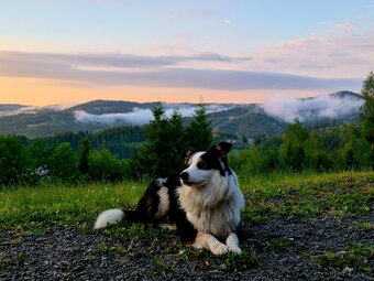 Border collie - reproduktor - 4