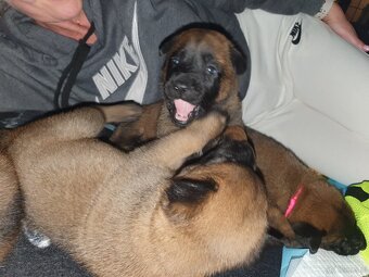 Owczarki belgijskie Malinois - 4