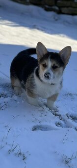 Alf Tatra Majesty- Welsh Corgi Pembroke - 4