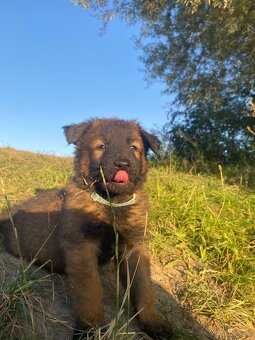 Owczarek Belgijski Malinois Szczeniak - 4