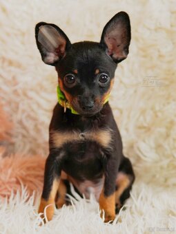 Rosyjski toy FCI - 4