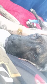 Suczka Cane Corso - 4