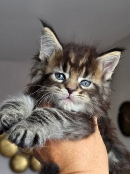 MAMY MAŁE KOCIĘTA MAINE COON - 4