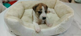 Whippet szczenieta - 4