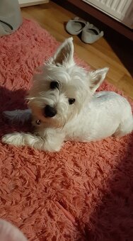 West Highland White Terrier - 4
