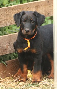 Beauceron z rodowodem FCI - 4