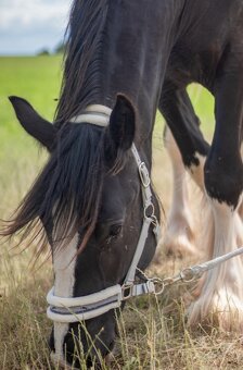 Shire horse - 4