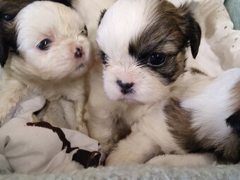 Śliczne szczeniaczki mieszanka Shih-tzu-pekinczyk - 4