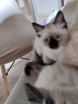 Kotki gotowe na zmianę domu - 4