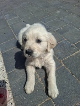 Golden retriever - 4