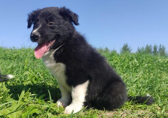 BORDER COLLIE - Rasowy z Hodowli po super rodzicach - 4