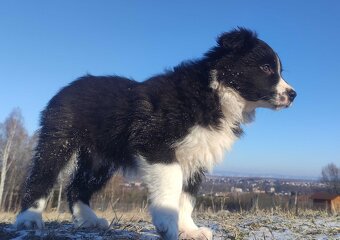 Piękna Suczka BORDER COLLIE z papierami po dobrych rodzicach - 4