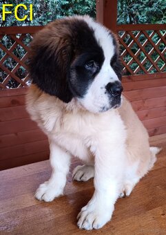 Bernardyn FCI szczeniak dziewczynka - 4