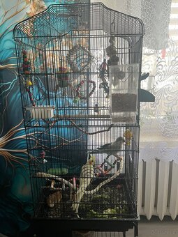 Sprzedam dwie papugi + wyposażenie (nimfa i mnicha) - 4