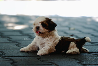 Shih tzu - 4