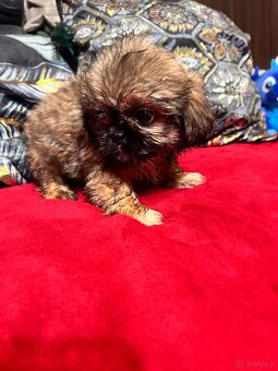Szczeniaczki Shih Tzu - 4