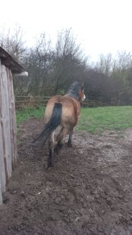 Sprzedam klacz zimnokwista 3 letnia zrebna - 4