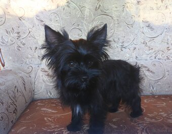 Yorkshire Terrier Black - 4