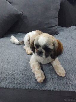 Shih tzu - 4