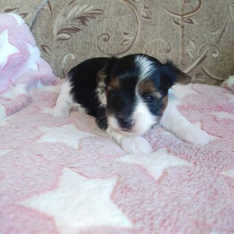 Yorkshire Terrier Biewer - 4