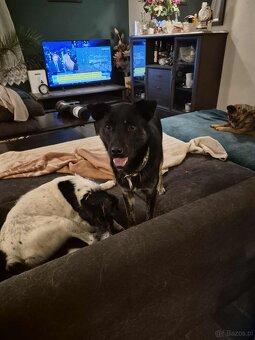 Leon, nieduży młody psiak szuka domu pies psy - 4