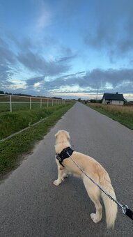 oddam psa golden retriver biszkoptowy labrador - 4