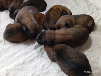 Owczarek belgijski z rodowodem - 4