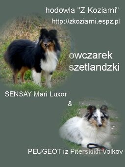 Owczarek szetlandzki bi merle - 4