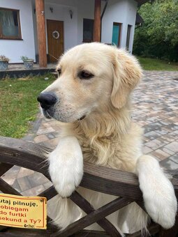 Golden retriever 3 lata - 4