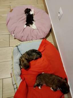 Kochane szczeniaczki w typie shih tzu - 4