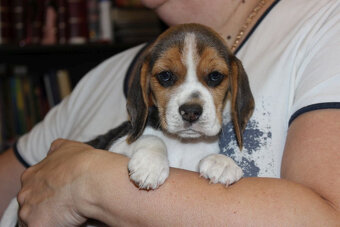 Beagle szczeniaczki po Championie Polski ZKwP (FCI) - 4