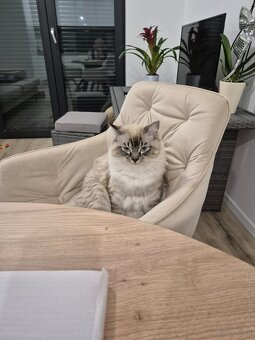 Kot Ragdoll na sprzedaż - 4