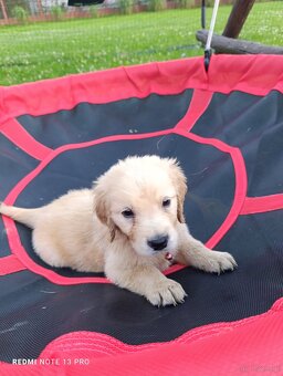 Golden retriever - 4