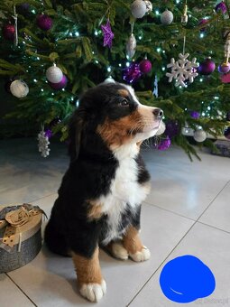 Berneński Pies Pasterski - 4