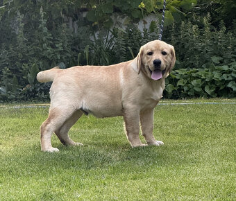 Labrador biszkoptowe szczenięta-psy FCI - 4