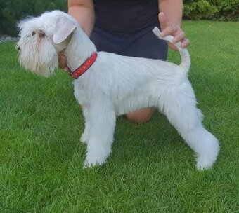 Schnauzer miniatúrne white - 4
