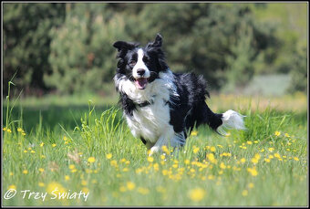 psy szczeniaki Border Collie ZKwP FCI - 4