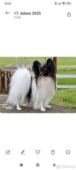 Papillon - tricolorní holčička - 4