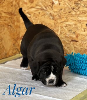 Buldog Staroangielsky - Old English Bulldog - 4