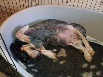 Niebieski basset gaskoński - 4