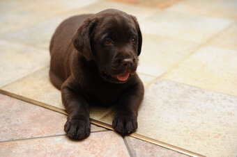 Labrador Retriever z rodowodem ZKwP, FCI Badania Genetyczne - 4