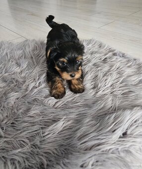 Yorki - 4