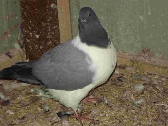 sprzedam gołębie - 4