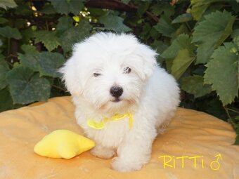 SAMIEC biały Coton De Tulear szczenię ZHPR UCI Kraków - 4