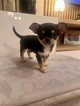 Szczeniaki rasy chihuahua 7tyg - 4