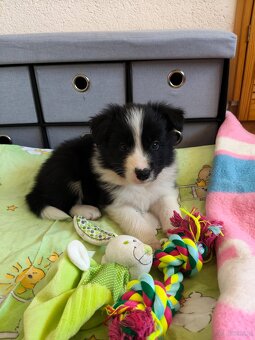 Szczenięta Border Collie ZKwP FCI - 4
