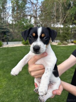 Szczeniaki jack russell terrier suczki i piesek - 4