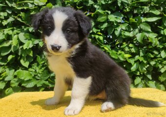 Rasowa suczka border collie z Hodowli, komplet dok. - 4
